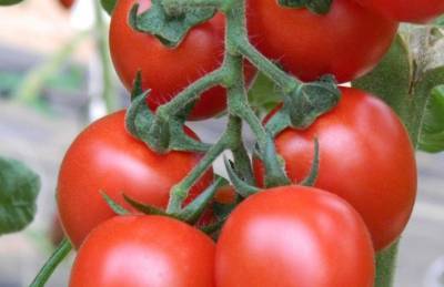 KWS приобрела селекционную компанию, которая занимается семенами томатов