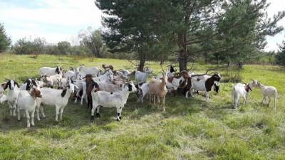 Власти Коннектикута перевели в реабилитационный центр 65 коз из-за зверств хозяйки