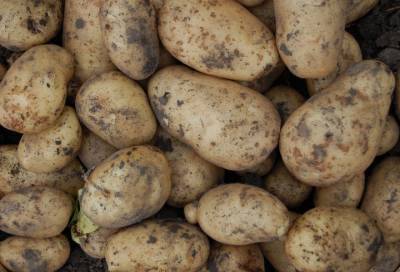 Пенсионерка из Волхова лишилась 160 тысяч, пытаясь купить картошку