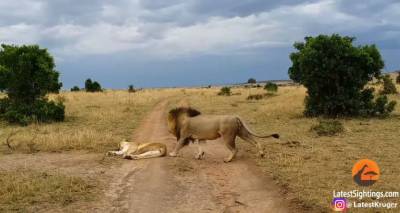 Лев неудачно пошутил над спящей львицей и получил. Видео