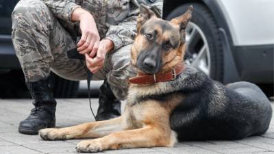 Имитация тела: Служебных собак в Петербурге научили искать расчлененку