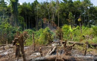 На планете стремительно уменьшается площадь тропических лесов