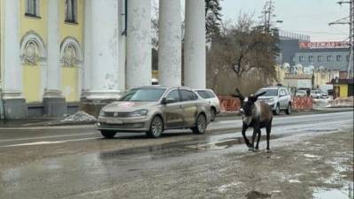 Видео: олень сбежал из зоопарка в Ангарске и перепугал водителей