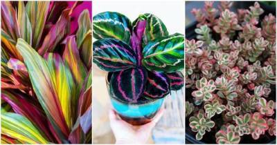 15 трехцветных комнатных растений с самым необычным окрасом листьев