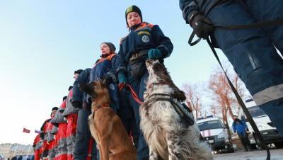 Кинологи в Петербурге стали обучать собак искать расчленённые тела