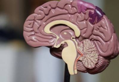 Ученые выяснили, почему стареет человеческий мозг