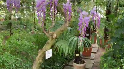 Петербуржцы могут насладиться цветением японских глициний в Ботаническом саду