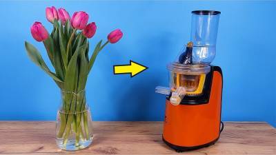 Выжимаем сок из съедобного тюльпана: Эксперименты