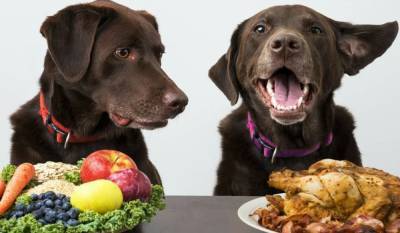 Опасная еда: 7 продуктов с вашего стола, которые нельзя давать собакам