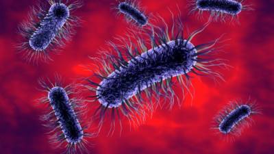 Американские ученые рассказали, как бактерии используют квантовую механику