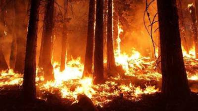 В Україні посилили відповідальність за спалення лісу: підписано закон
