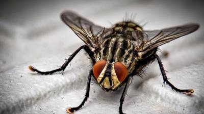 Зарубежные ученые обнаружили древнюю муху с пыльцой в брюхе
