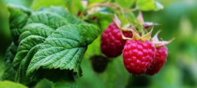 Диетологи назвали ягоду, способствующую долголетию