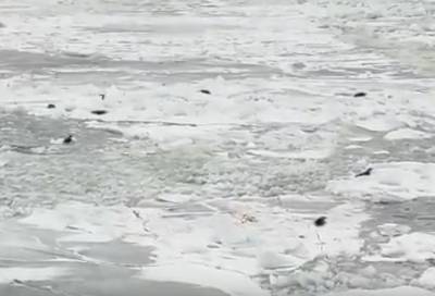 Тюлений "роддом" обнаружили на льду Финского залива