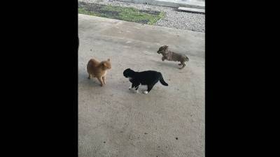 На страже покоя: смешной щенок помешал 2 котам подраться – видео