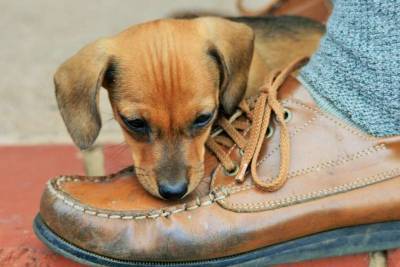 Ученые доказали, что собачьи лапы чище обуви их владельцев