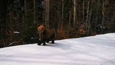 Предотвратил трагедию: в Румынии инструктор отвлек бурого медведя от группы лыжников