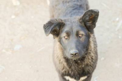 Зоозащитница заявила об отравлении нескольких собак в районе телецентра в Чите