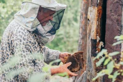 Возрождают древнюю традицию: на Полесье добывают мед диких пчел