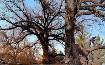 В Ташкенте не будут рубить 300-летний дуб. Его взял под защиту хоким Яшнабадского района