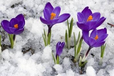 Весна придет в Кострому в воскресенье