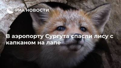 В аэропорту Сургута спасли лису с капканом на лапе