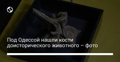 Под Одессой нашли кости доисторического животного – фото