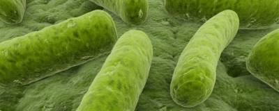 Ученые доказали, что бактерии могут использовать квантовую механику