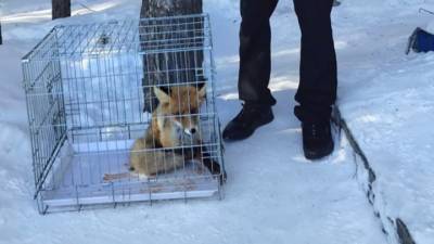 В Сургуте спасли лисенка, бегавшего по аэропорту с капканом на лапе. Видео