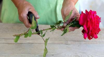 Как вырастить розу из букета: можно ли укоренить подаренный букет?