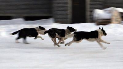 Видео с растерзавшей собаку в Воронеже стаей дворняг появилось в Сети