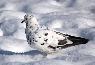 Просто голубь: кого рябая птица из Пулковского парка напомнила жителям Петербурга