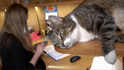В Санкт-Петербурге проводят перепись котов, настоящих хранителей культурных объектов