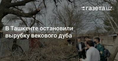 В Ташкенте остановили вырубку векового дуба