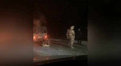 Автомобиль сбил лосенка на выезде из Агалатово — видео