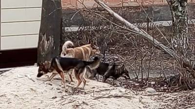 Бездомные дворняги загрызли собаку на глазах у жителей Воронежа