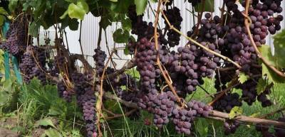 Календарный план основных работ на винограднике