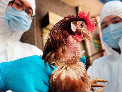 Роспотребнадзор выявил новый штамм птичьего гриппа, способный передаваться человеку