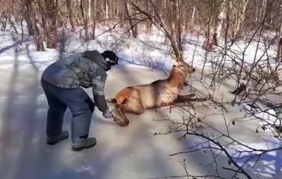 В Приморье сняли на видео спасение оленя из ледяного плена
