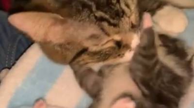 Трогательная встреча кошки и котенка после разлуки умилила миллионы (Видео)