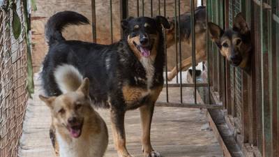 Волонтеры будут помогать работе госприюта для животных в Симферополе