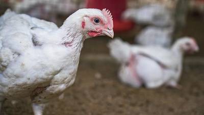 Новую вспышку птичьего гриппа зафиксировали в Японии