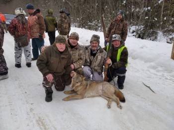 Волчица, убивавшая собак в Никольске, уничтожена егерями
