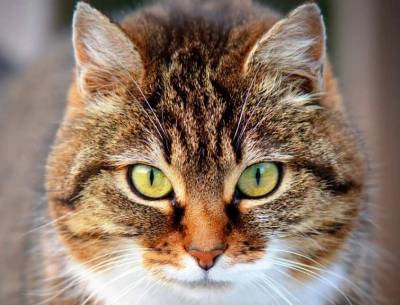Ученые: Кошки помогут в лечении болезней почек у людей