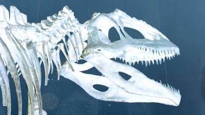 В Аргентине найдены останки древнейшего динозавра.