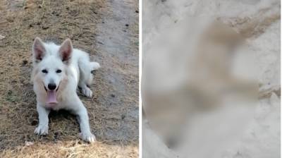 Убийцы собаки в Рязанской области понесут наказание по инициативе зоозащитников