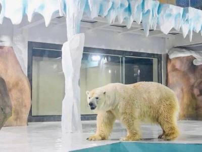 Уникальный китайский отель с белыми медведями » Тут гонева НЕТ!