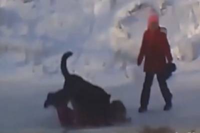 В Магнитогорске огромная собака накинулась на детей