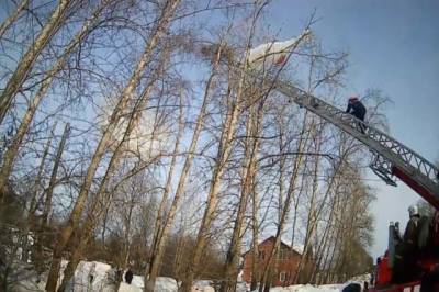 В Кирове спасатели сняли с дерева застрявшего парашютиста