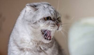 В Москве хотят запретить удалять когти кошкам
